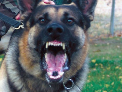 Asesoría Gratuita con los Mejores Abogados Cercas de Mí de Lesiones por Mordidas de Perro o Mascotas en Anaheim California