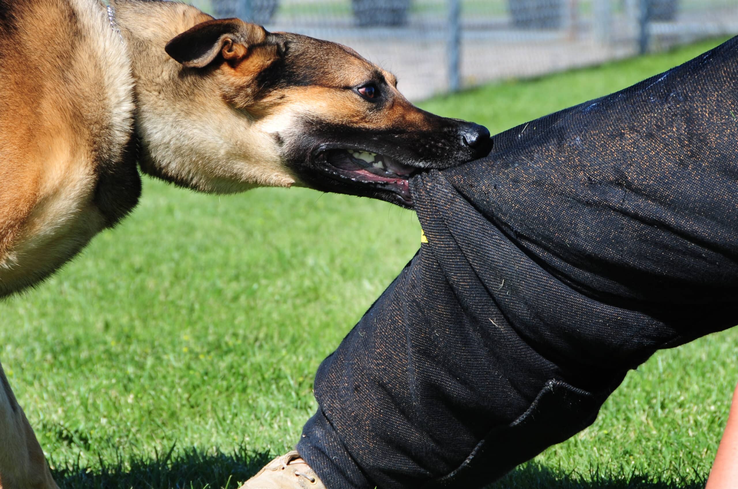 Abogados de Mordeduras, Agravios y Ataques de Perros y Animales en Anaheim Ca.